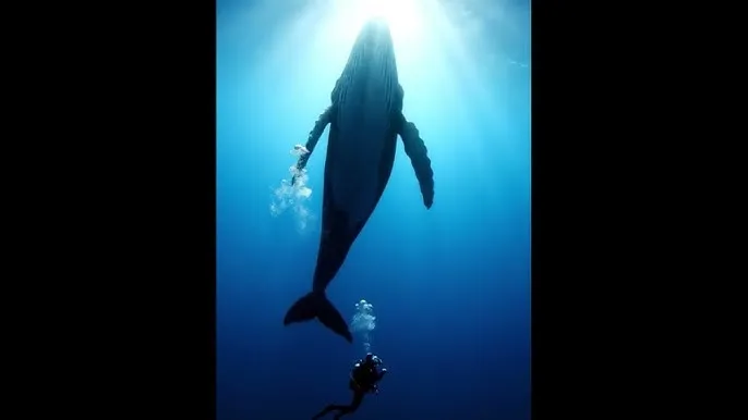 桃花源app - 深蓝星球：探索海洋深处的未知世界